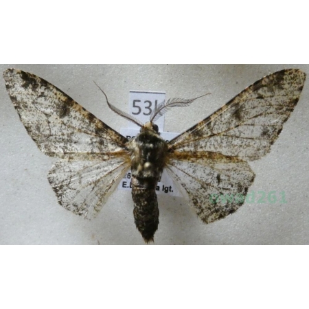 Biston betularia (Linnaeus, 1758) Krępak nabrzozak Czech53k